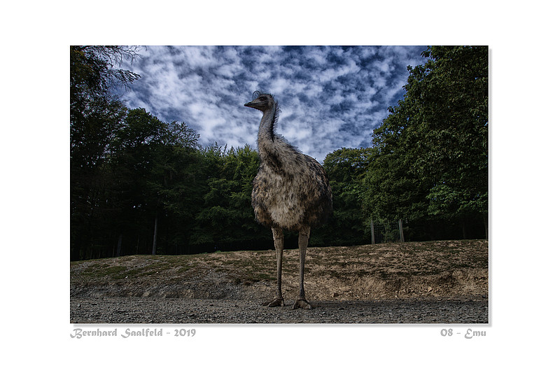 Bernhard Saalfeld - 08 - Emu_800